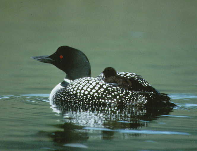 common loon nest. Common Loon with chick,