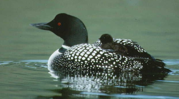 common loon nest. About artificial loon nest