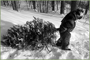 stelprdb5210894 Cutting your own Christmas tree in Superior National Forest - Image courtesy www.fs.usda.gov