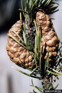 Jack Pine Cones, Bill Cook, Michigan State University, Bugwood.org