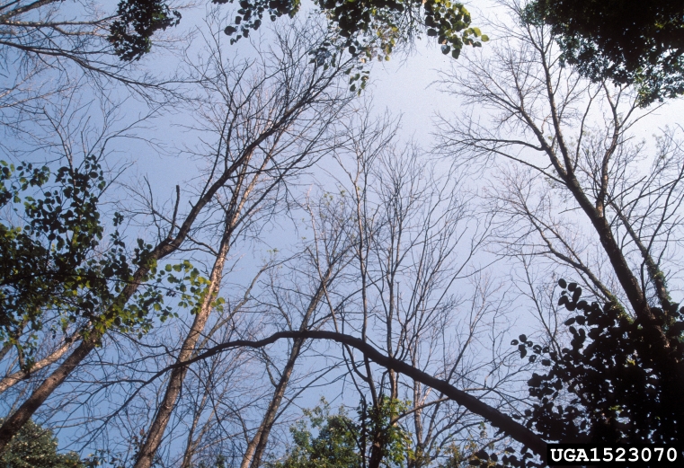 Emerald Ash Borer damage, Daniel Herms, The Ohio State University, Bugwood.org