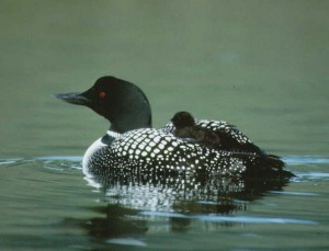 Common Loon with chick, courtesy National Parks Service http://www.nps.gov/katm/pphtml/photogallery.html 