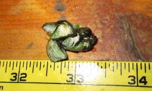 Zebra mussels sampled by Fond du Lac biologists on Crooked Lake