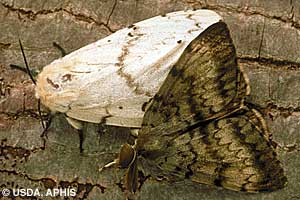 adult_female_male