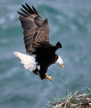 Nesting bald eagles in Voyageurs National Park have resulted in some temporary access restrictions in the park. US Fish & Wildlife Service photo.