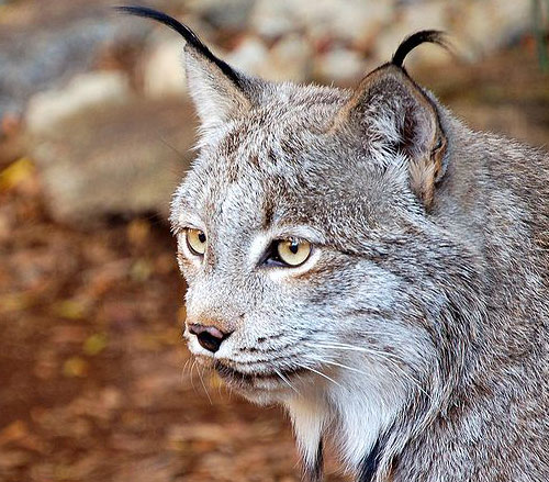 Canadian Lynx (Lynx canadensis) http://commons.wikimedia.org/wiki/File:Canadian_Lynx.jpg