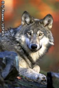 Gray Wolf, photo courtesy MN DNR http://www.dnr.state.mn.us/