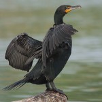 cormorant1