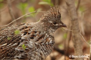 grouse1