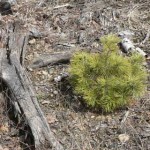 gunflint-greenup-seedling