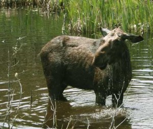 gunflint-moose3