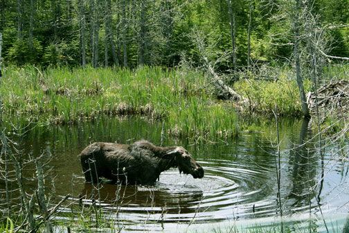 gunflint-trail-moose-1-june Moose in Northern Minnesota, Photo by Timothy Eaton