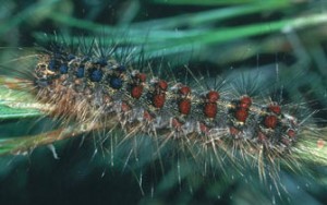 gypsy moth larva, Lymantria dispar, image courtesy http://www.invasive.org