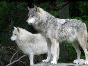 Wolves, photo courtesy MN DNR