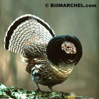 Photo courtesy Minnesota DNR http://www.dnr.state.mn.us/hunting/grouse/