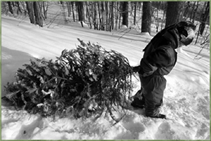 Cutting your own Christmas tree in Superior National Forest - Image courtesy www.fs.usda.gov
