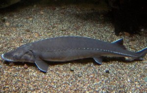 Lake Sturgeon, photo courtesy The Quetico Foundation