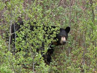 Photo courtesy the North American Bear Center