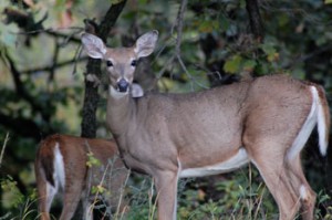 White-tailed deer, image courtesy MN DNR