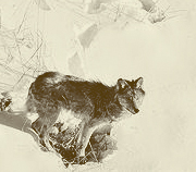 Wolves roam in the wilderness on Thursday, February 11, 2010 near the Minnesota-Wisconsin border. (MPR Photo/Derek Montgomery)