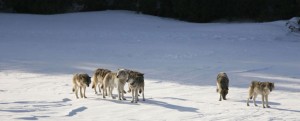 Isle Royale wolves