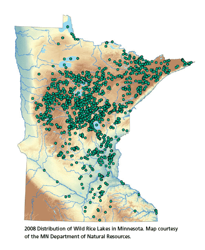 Protecting Wild Rice And 50 Years Of Wilderness Wilderness News Summer Issue Quetico