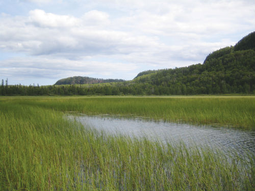 Wild Rice beds on Royale Lake, BWCAW.