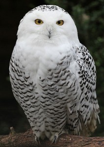 Snowy Owl image courtesy Wikipedia.org