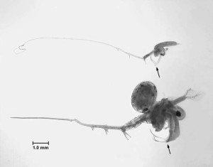 Spiny waterflea (bottom), photo by J. Liebig, NOAA GLERL